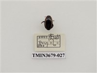 藏品(龍蝨、牙蟲)的圖片